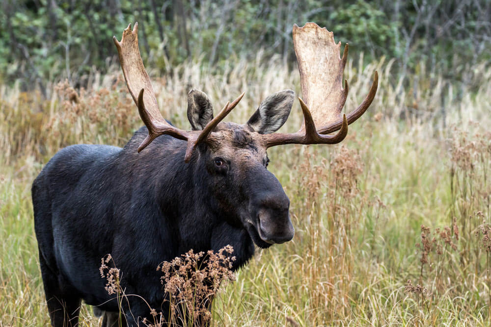 Moose-Gallery – Legacy Outdoors