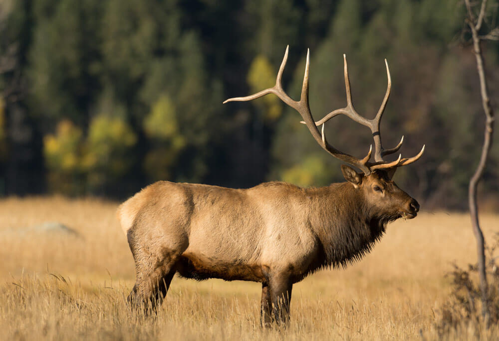 Trophy-Record-book-guided-elk-hunts – Legacy Outdoors