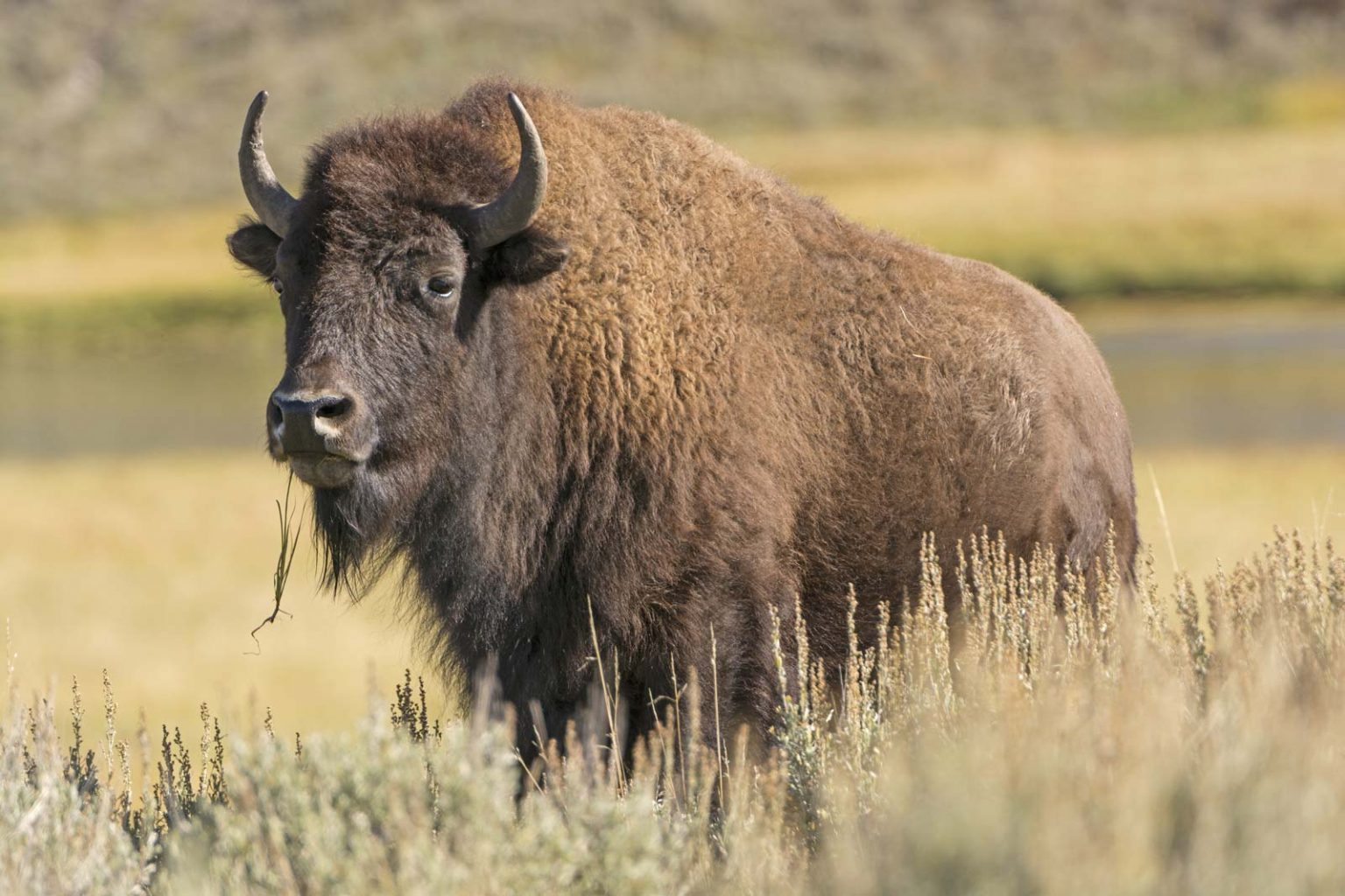 Bison-American-Yellowstone-National-Park-Wyoming – Legacy Outdoors