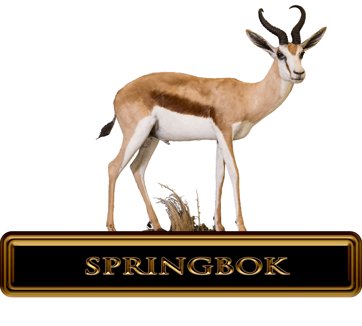 webkinz south african springbok