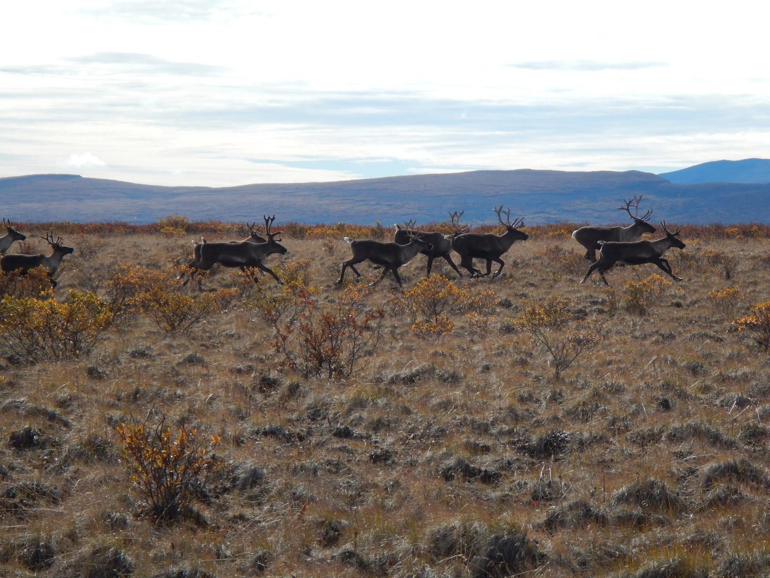 Herd-of-mountain-caribou-running-across-tundra – Legacy Outdoors